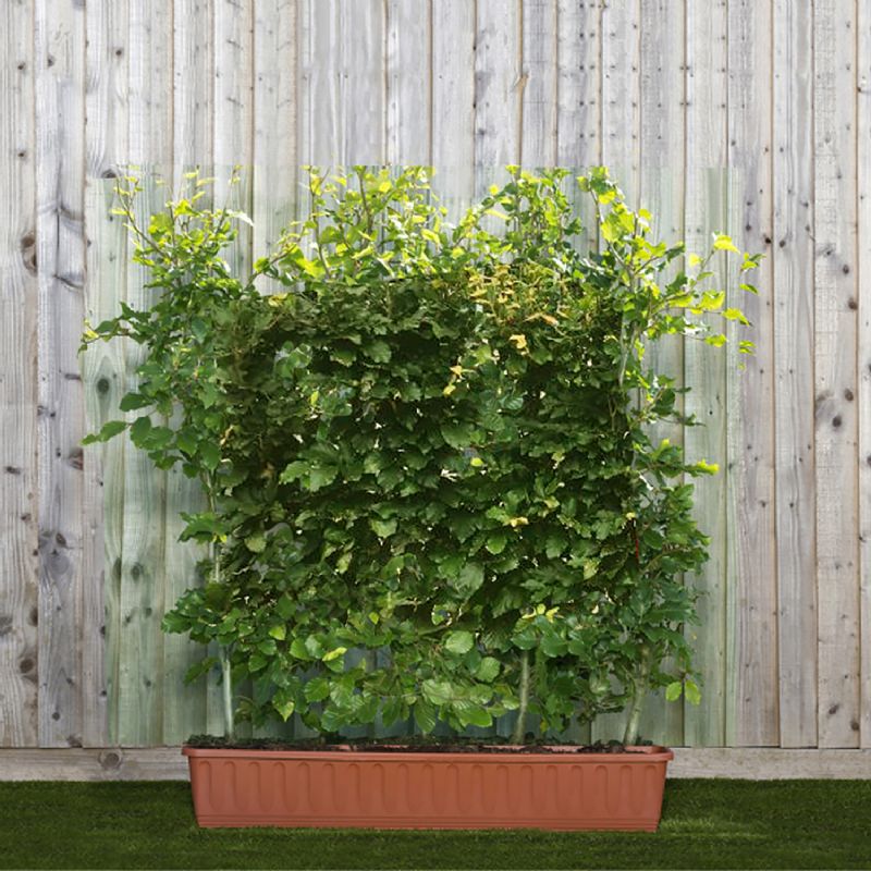 Deciduous Instant Hedge Fagus sylvatica (Green Beech) in Trough (100 cm x 90 -110 cm high x 20 cm)